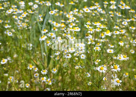 Flowering chamomile plants (Matricaria chamomilla) growing at the edge of a field, medicinal herb and popular for many insects, nature background, cop Stock Photo
