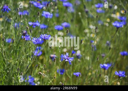 Blue cornflowers (Centaurea cyanus) in a natural meadow, the flower is popular for many insects due to the high pollen and nectar content, copy space, Stock Photo