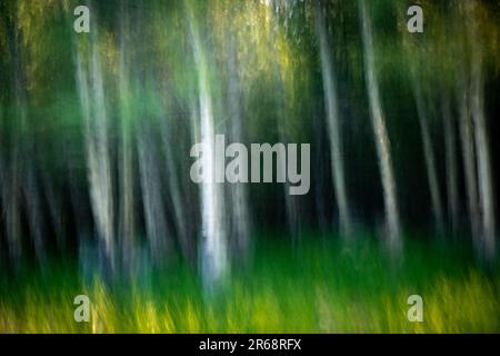 aspen trees, motion blue abstract landscape Stock Photo