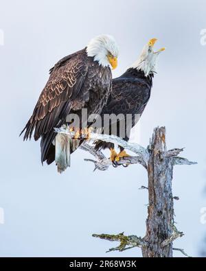 Pair of Bald eagles majestically sitting on driftwood, on beach, mountains behind, in Katchemak Bay, Homer, Alaska Stock Photo