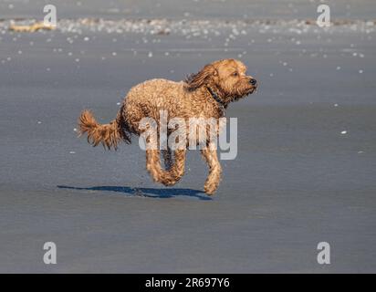 Labradoodle running on beach Stock Photo