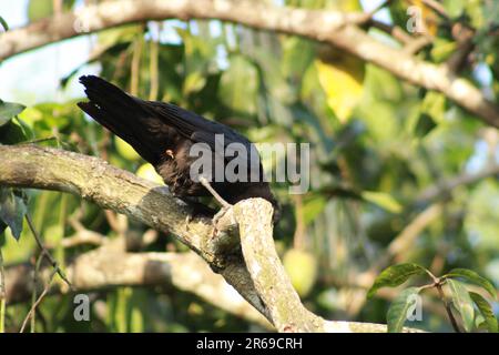 crow is sitting on a tree branch Stock Photo