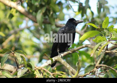 crow is sitting on a tree branch Stock Photo