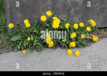 A group of dandelions grows between the wall and the pavement. Stock Photo
