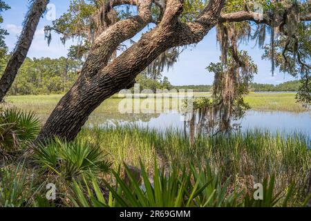 Scenic marsh view of the Skidaway Narrows along Big Ferry Trail at Skidaway Island State Park in Savannah, Georgia. (USA) Stock Photo