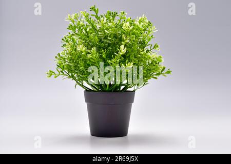 Tree in a pot isolate on White Background.minimalist style black plant pot. Stock Photo