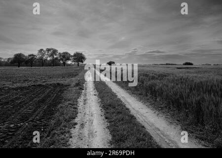 Dirt Track leading through the Fields an a Landscape of the Mostviertel Region of Lower Austria Stock Photo