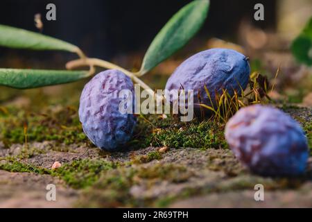 branch with olives fallen on moss sporangia on a stone pillar, close-up, selective focus of olives, idea for a background or wallpaper about the envir Stock Photo