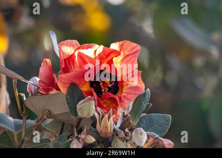 Red and yellow flowers of thespesia populnea or portia or Pacific rosewood or Indian tulip tree closeup Stock Photo