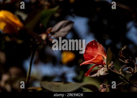 Red and yellow flowers of thespesia populnea or portia or Pacific rosewood or Indian tulip tree closeup Stock Photo