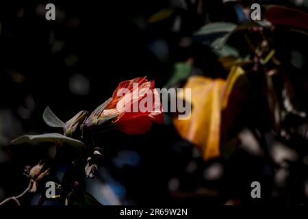 Red and yellow flowers of thespesia populnea or portia or Pacific rosewood or Indian tulip tree closeup Stock Photo