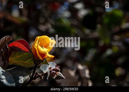 Red and yellow flowers of thespesia populnea or portia or Pacific rosewood or Indian tulip tree closeup Stock Photo