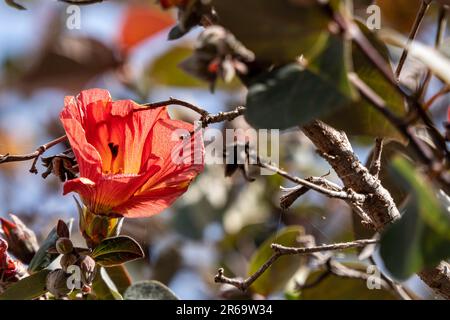 Red and yellow flowers of thespesia populnea or portia or Pacific rosewood or Indian tulip tree closeup Stock Photo