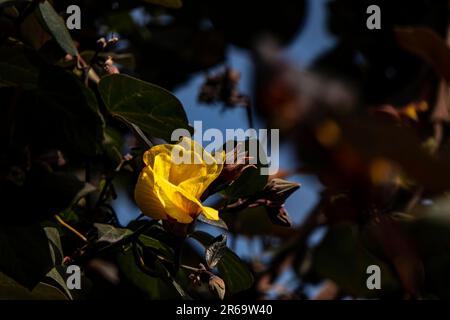 Red and yellow flowers of thespesia populnea or portia or Pacific rosewood or Indian tulip tree closeup Stock Photo