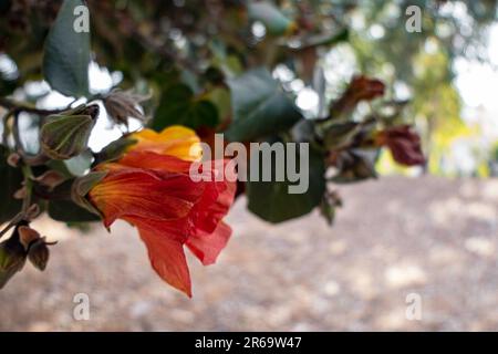 Red and yellow flowers of thespesia populnea or portia or Pacific rosewood or Indian tulip tree closeup Stock Photo