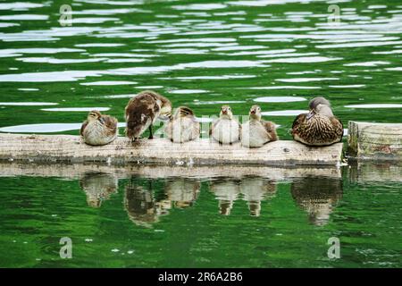 Mandarin Duck female with chicks, June, Germany Stock Photo
