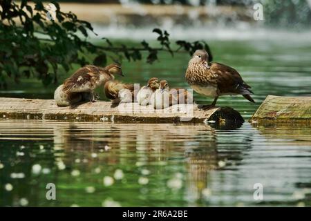 Mandarin Duck female with chicks, June, Germany Stock Photo