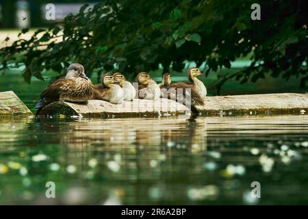 Mandarin Duck female with chicks, June, Germany Stock Photo