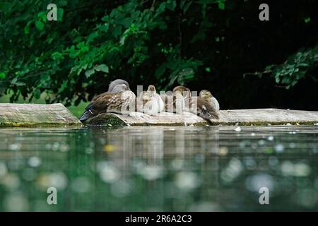 Mandarin Duck female with chicks, June, Germany Stock Photo
