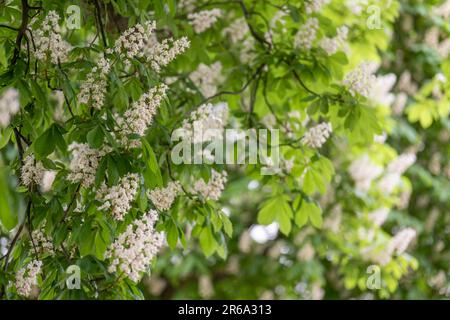 Flowering horse chestnut (Aesculus hippocastanum), chestnut tree, inflorescence, foliage and white flowers in spring, Baden-Wuerttemberg, Germany Stock Photo
