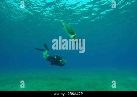 Scubadiver filming Sea Turtle swims down to seabed. Male aquanaut shoots video Green Sea Turtle (Chelonia mydas) dives on seagrass meadow and eating a