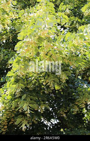 Linden tree in bloom ready for harvesting flowers Stock Photo