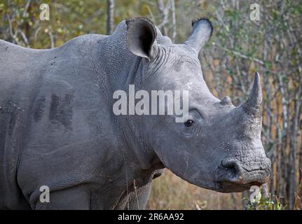 White rhino in Kruger National Park, S Stock Photo