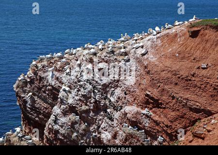 Vogelfelsen auf der Insel Helgoland, Deutschland, on famous Island Heligoland, Germany Stock Photo