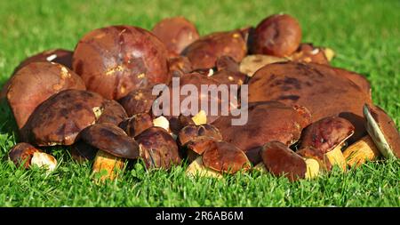 Collect mushrooms, mix of chestnuts, butter, boletus, birch mushrooms fresh from the forest, fresh mushrooms from the forest Stock Photo