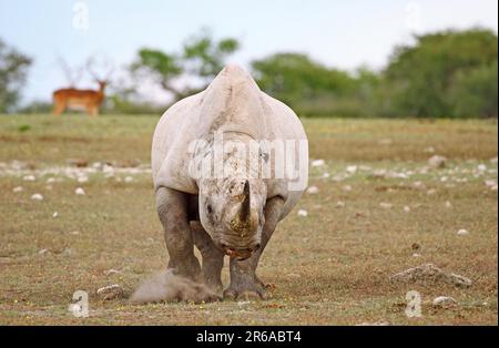 Black rhinoceros (Diceros bicornis) without ears attacks, Etosha, Namibia, black rhinoceros without ears Stock Photo