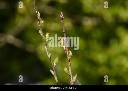 Young and fresh buds on a tree growing in spring. Stock Photo