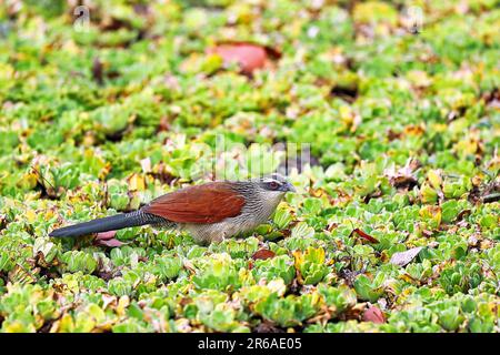 White-browed coucal (Centropus superciliosus), South Luangwa NP, Zambia Stock Photo