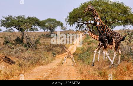 Ugandische Giraffe (Giraffa camelopardalis rothschildi), Murchison Falls National Park Uganda Stock Photo