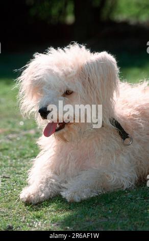 Old German Shepherd Dog, Sheeppoodle Stock Photo
