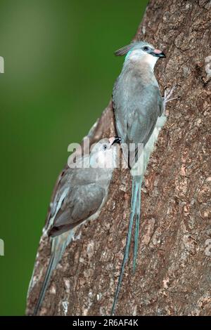 Blue-naped (Urocolius macrourus) Mousebirds, Blaunackenmausvoegel, Vogel, Voegel, birds, Afrika, africa, Tiere, animals, von hinten, from behind Stock Photo