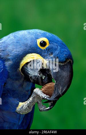 Hyacinth Macaw (Anodorhynchus hyacinthinus) eating Brazil nut, hyacinth macaw eating Brazil nut Stock Photo