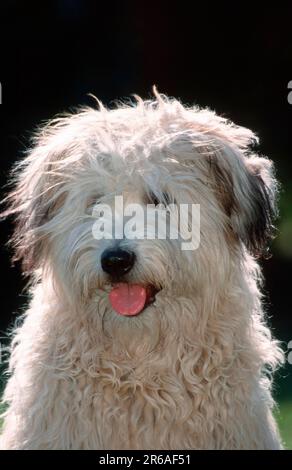 Old German Shepherd Dog, Sheeppoodle Stock Photo
