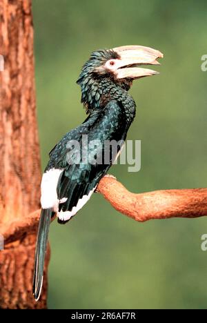 Trompeter Hornbill (Ceratogymna bucinator), Trompeter-Hornvogel, [Nashornvoegel, hornbills, Vogel, Voegel, birds, Afrika, africa, Tiere, animals Stock Photo