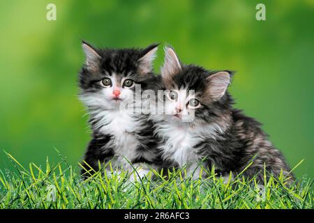 Norwegian Forest Cats, Kittens Stock Photo - Alamy