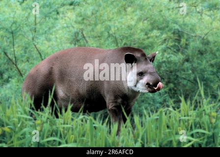Brazilian Tapir (Tapirus terrestris), Southamerican Tapir, Flachlandtapir, [animals, aussen, outdoor, Suedamerika, south america, seitlich, side Stock Photo