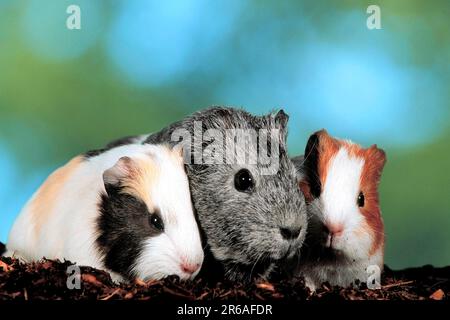 Guinea Pig pig with kittens, outside, outdoor Stock Photo