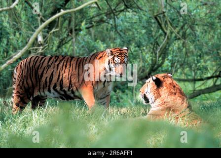 Bengal Tiger (Panthera tigris tigris), pair, Indische Tiger, Koenigstiger, Paar, [Asien, asia, Koenigstiger, animals, aussen, outdoor, seitlich Stock Photo