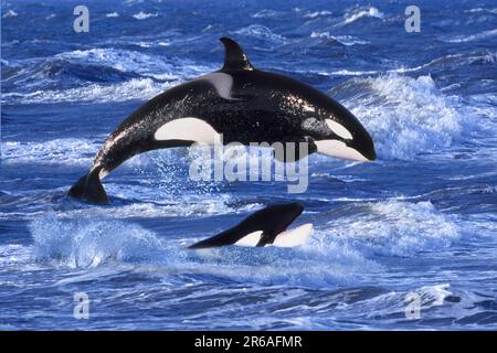 J24様 ORCA J46 Star | Killer Whale Wiki | Fandom