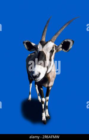 Head-on photo of a Gemsbok (oryx) walking Stock Photo - Alamy