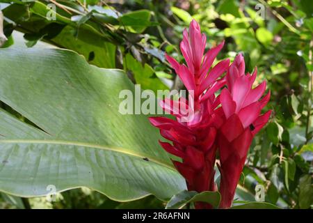 Flowering Red flowers of a Pink cone ginger plant (Red ginger) growing in a wild area Stock Photo