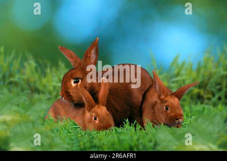 Rabbit with youngs, Red New Zealander rabbit with youngs, Red New ...