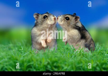 Russian Dwarf Hamster (Phodopus sungorus), pair Stock Photo