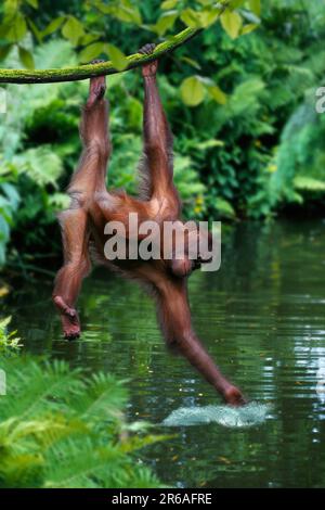 Young Sumatran orangutan playing with water (Pongo pygmaeus abelii) Stock Photo