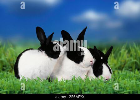 Dutch Rabbit with youngs, Dutch Rabbit, black, with youngs, outdoor, outdoor Stock Photo