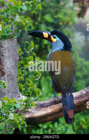 Plate-billed mountain toucan (Andigena laminirostris) Stock Photo